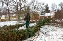 Odstranění stromu ve městě Příbram - Mateřská školka
