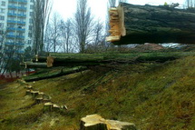 Odstranění stromů ve městě Příbram - 5. ZŠ