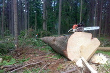 Těžba dřeva, lanovkou pro šetrné zachování Biotopu