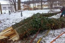 Odstranění stromu ve městě Příbram - Mateřská školka