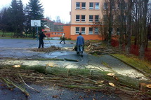 Odstranění stromů ve městě Příbram - 5. ZŠ