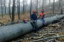 Těžba dřeva, lanovkou pro šetrné zachování Biotopu